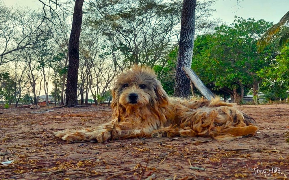 OBRA_TINA_CACHORRO_1000x625 EQUINÓCIO DE PRIMAVERA DESTACA A POSIÇÃO ESPECIAL DE MACAPÁ NO PLANETA